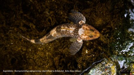 Cursa contra timp pentru salvarea Aspretelui, peștele contemporan cu ultimii dinozauri, ce se ascunde într-un râu din Munții Făgăraș // GALERIE FOTO Cursa contra timp pentru salvarea Aspretelui - em360