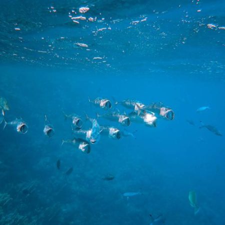 Marea Mediterană se încălzește cu 20% mai rapid și adăpostește cele mai multe specii invazive din lume Europarlamentarii cer măsuri de protecție urgente em360