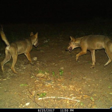 Cum au redus fermierii din Toscana atacurile lupilor cu aproape jumătate prin garduri și câini de pază em360