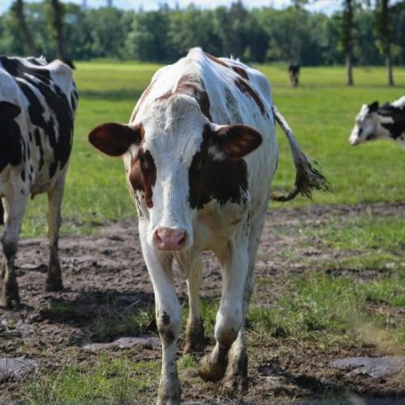 Parlamentul European cere noi măsuri pentru a sprijini sectorul zootehnic aflat sub presiune em360