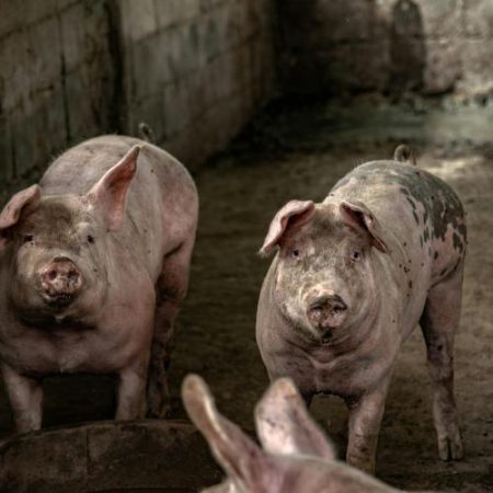 Uniunea Europeană alocă 2,1 milioane de euro fermierilor slovaci după focarele de febră aftoasă em360