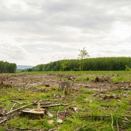 Comisia Europeană estimează o reducere de 75% a costurilor de conformare pentru Regulamentul UE privind defrișările em360