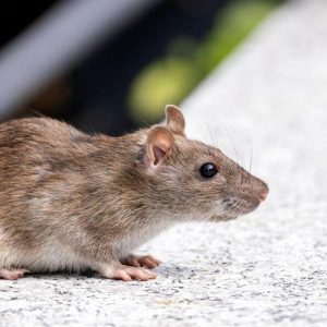 Centrul European de Prevenire și Control al Bolilor activează răspunsul european pentru un focar de hantavirus Andes pe o navă de croazieră em360