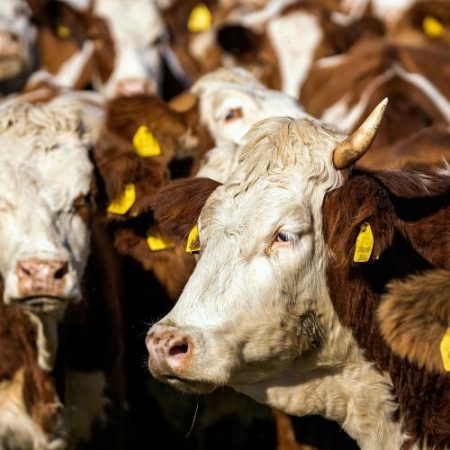 Parlamentul European cere o strategie UE pentru susținerea fermierilor din zootehnie em360