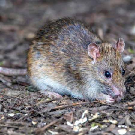 ECDC monitorizează cazuri suspecte de hantavirus asociate cu o navă de croazieră în Atlantic em360