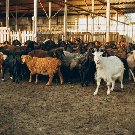 Uniunea Europeană actualizează lista țărilor autorizate să exporte animale și produse de origine animală pe piața europeană em360