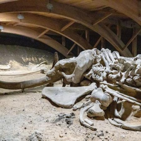 Oasele de mamut arată că oamenii Epocii Glaciare erau vânători organizați nu simpli supraviețuitori em360