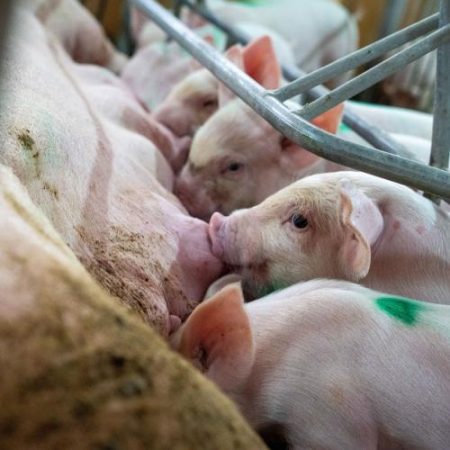 CEPS avertizează că Uniunea Europeană subvenționează ferme de porci care încalcă de decenii regulile de bunăstare animală em360