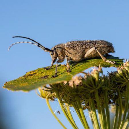 Speciile invazive continuă să se răspândească în Uniunea Europeană deși intervențiile rapide au început să dea rezultate em360