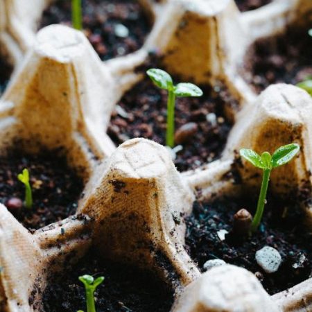Parlamentul European și Consiliul ajung la un acord pentru o piață unică mai clară a semințelor și materialului vegetal em360