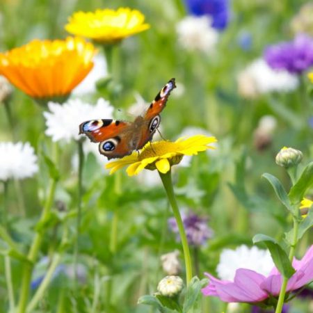 Eurobarometru arată sprijin larg în Uniunea Europeană pentru protejarea biodiversității em360