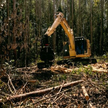 Comisia clarifică regulile UE anti-defrișare unele produse ies din listă, iar cafeaua solubilă și derivatele din ulei de palmier intră din 2027 em360