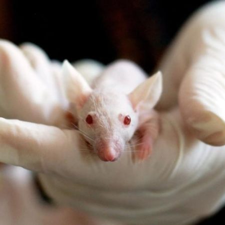 EMA a evaluat o metodă informatică menită să înlocuiască unele teste pe animale em360