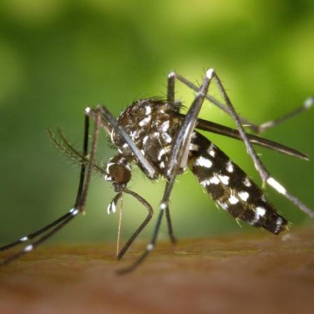 Verile mai lungi și mai calde extind riscul de boli infecțioase în Europa em360