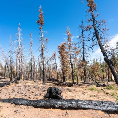 Cercetătorii UE testează păduri mai diverse genetic pentru a rezista la secetă incendii și boli em360