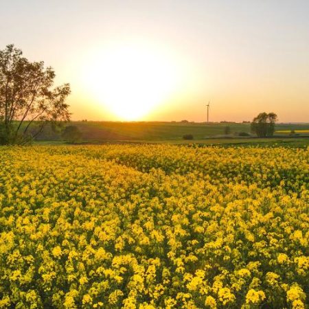 Reguli mai stricte pentru pesticidele din importuri ar putea ajuta cultivatorii din UE dar ar crește costurile fermelor zootehnice em360