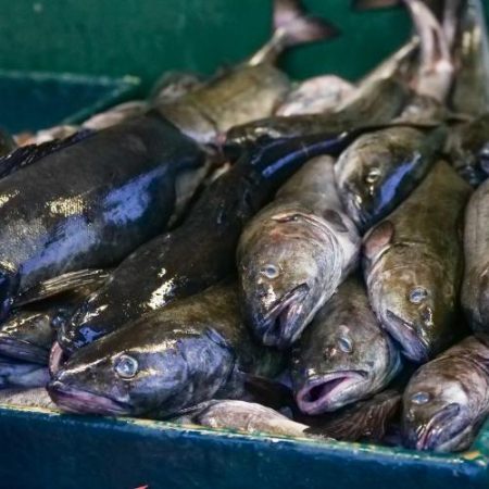 Comisia propune tăieri drastice pentru cod în Marea Baltică dar majorează puternic cotele la hering și șprot em360
