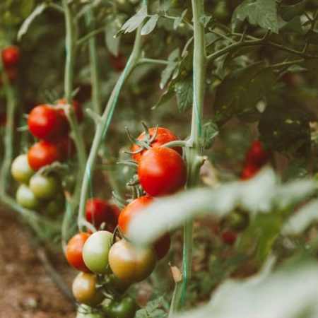 Tomatele din Maroc și șrotul de soia din Brazilia printre fluxurile comerciale cele mai expuse noilor reguli UE pentru pesticide em360