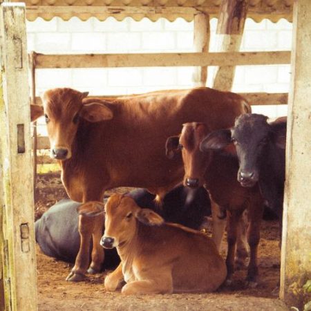 Comisia spune că loturi de carne de vită din Brazilia proveneau de la animale tratate cu estradiol și fuseseră certificate pentru export în UE em360
