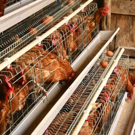 Comisia pregătește eliminarea treptată a cuștilor pentru găini și noi reguli de bunăstare pentru porci până în 2027 em360