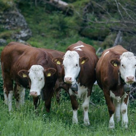 Două persoane și o companie condamnate în Franța pentru obținerea a 263.000 de euro din fonduri UE pentru o fermă de bovine fictivă em360