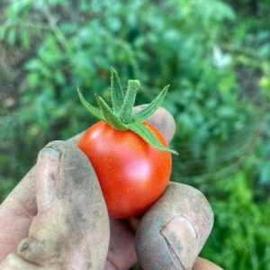 Instrumentele pac pentru gestionarea riscurilor ajung la numai 2,5% dintre ferme, fata de circa 12% planificat em360