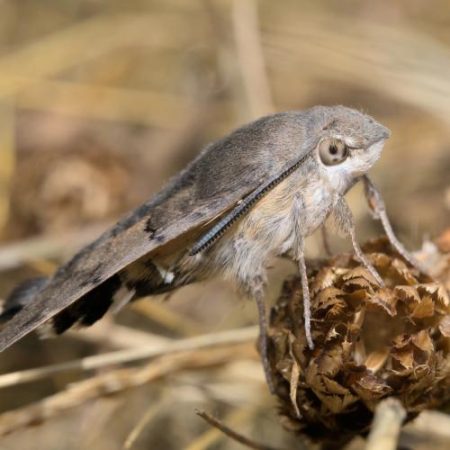 Aproape 12% dintre speciile de fluturi de noapte evaluate în UE sunt amenințate cu dispariția estimează prima Listă roșie europeană em360