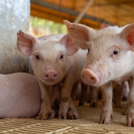 Comisia aprobă o schemă de 11 milioane de euro pentru crescătorii de porci din România cu granturi de până la 50.000 de euro em360