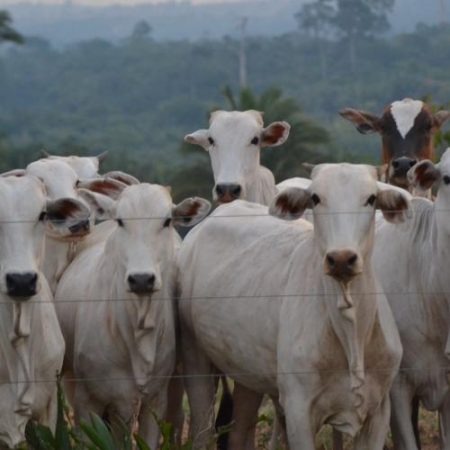 Brazilia rămâne în afara listei UE pentru unele exporturi de produse animale odată cu noile reguli privind antimicrobienele em360