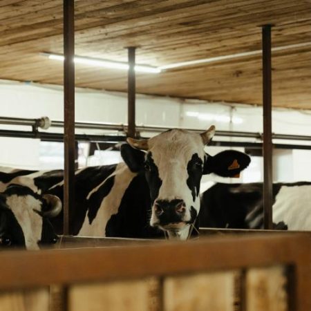 Comisia aprobă ajutoare de 52 de milioane de euro pentru crescătorii de bovine din România afectați de scumpiri em360