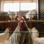 IEEP estimează că 141,3 milioane de găini ouătoare sunt încă ținute în cuști și cere o PAC orientată spre tranziția fermelor