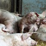 EFSA constată date incomplete despre asomarea porcilor grei, înaintea avizului privind regulile mai stricte propuse de Suedia