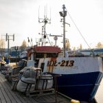 Consiliul UE majorează cu 71% cota de hering din centrul Balticii pentru 2027 și menține limitele capturilor accidentale de cod peste propunerea Comisiei